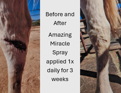 Before and After of horse leg injury